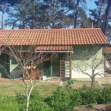 Ecobosque *