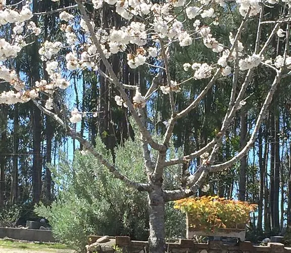 Ecobosque Holiday home